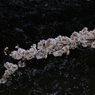 P1110297s