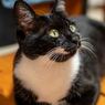 ぐぅちゃんポートレートその１猫ちゃんのYouTubeを見る