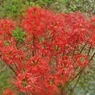 面白いレンズです。