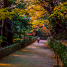 秋の参道：1