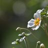 秋明菊咲く　　DSC_7210