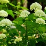 夏の思い出；窓辺の紫陽花