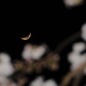 月と桜