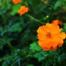野生種は元気