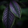 ウラムラサキ