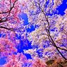 SAKURA SKY