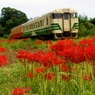 小湊鉄道の彼岸花の名所！⑤（完）