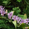 湿原の花9月：ホトトギス