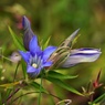 湿原の花9月：リンドウ