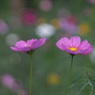 秋桜