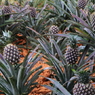 pineapple farm