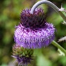 高原の花9月：フジアザミ(富士薊）