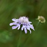 高原の花9月：マツムシソウ