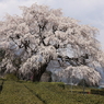 名もない桜の巨木