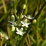 湿原の花9月：アケボノソウ