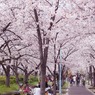 桜之宮公園