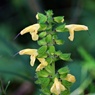 岩場の花9月：キバナアキギリ
