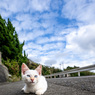 にゃんこ心と秋の空