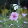 秋桜