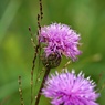 山の草原の花9月：タムラソウ