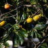 写真エッセイ：柿食へばチャイム鳴るなり小学校