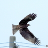 鳶の飛び出し！②