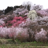 東北の春④