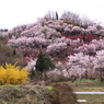 東北の春⑤