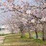 2011桜3