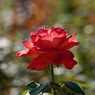 10月のバラ：ニューアベマリア
