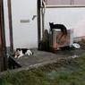 兄弟猫