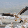 PELICAN