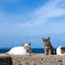 くつろぎ海岸（2）