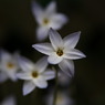 2011花ニラ