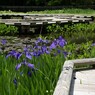 花菖蒲