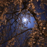 おぼろ月夜の桜