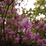photo_1135627