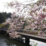 残り桜