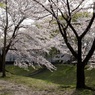 花漏れ陽