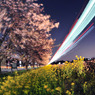 閃光の桜並木