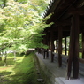 木々はすべてモミジ