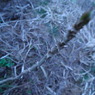 needles