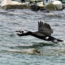 魚を求めて上流へ