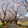桜堤をかけぬけて