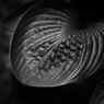 ギボウシ（モノクロ）