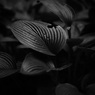 ギボウシ（モノクロ）