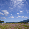 雲と秋桜