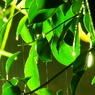 Rainy Green