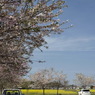 散る桜と満開の菜の花