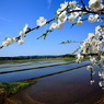 春の水田